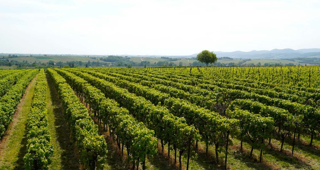 Deuxième vignoble pour la SCPI LF Les Grand Palais