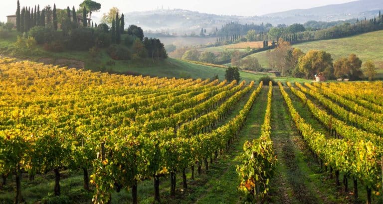 Marché foncier viticole