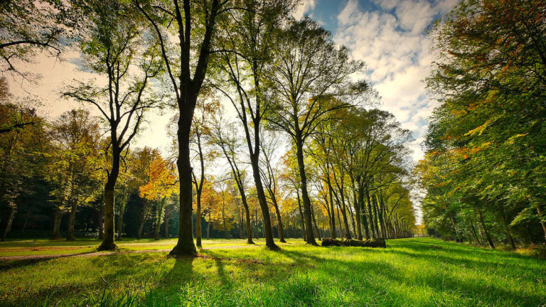 Fonds forestiers